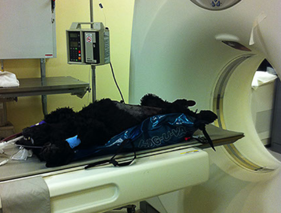 veterinary positioner mri scans