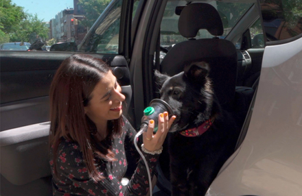 pet oxygen transport emergency