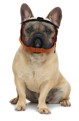 Muzzle for sale a boston terrier