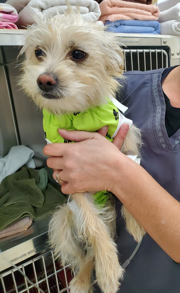 Surgeries and Conditions for VetMedWear