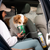 dog in car receiving portable oxygen