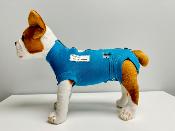 Male Display Dog Sample