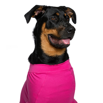 recovery suit dog pink Rottweiler