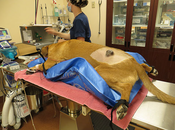 surgery animal positioner
