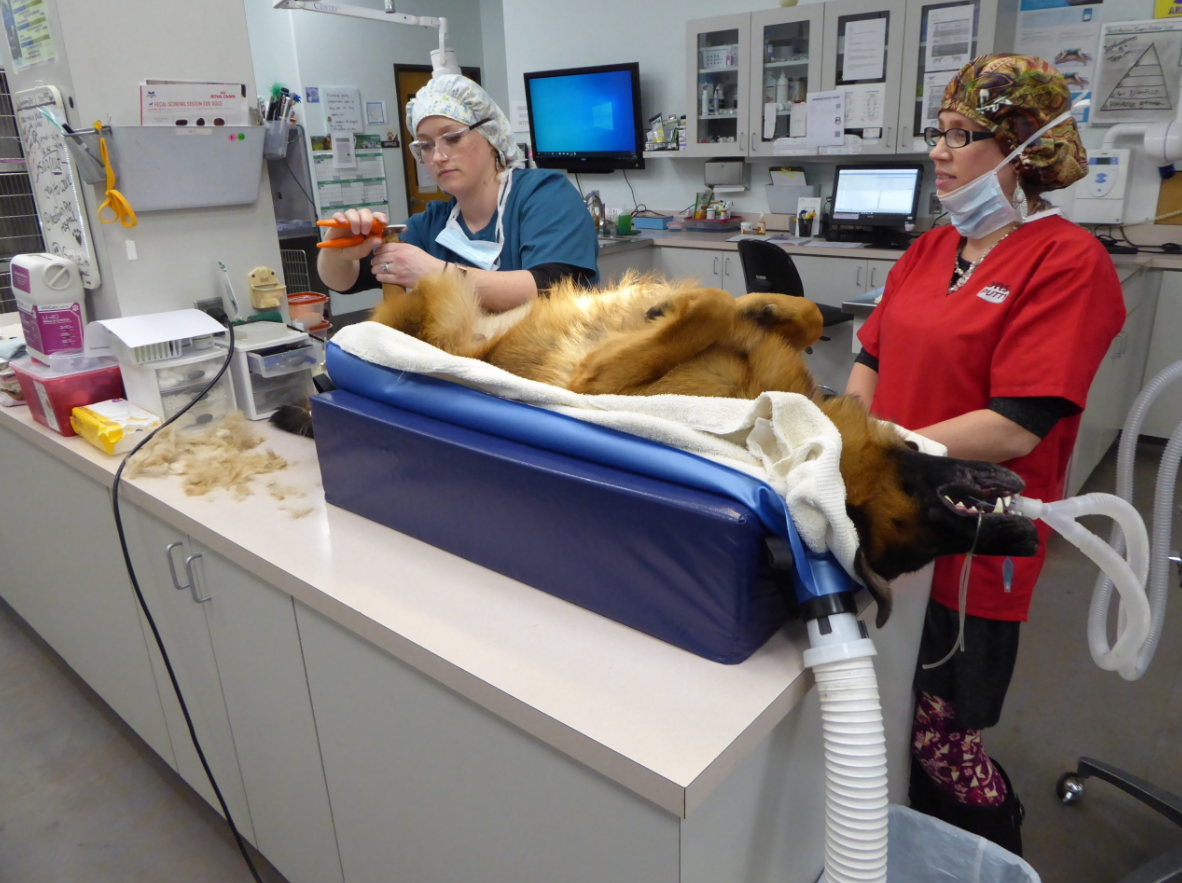 warming blanket veterinary