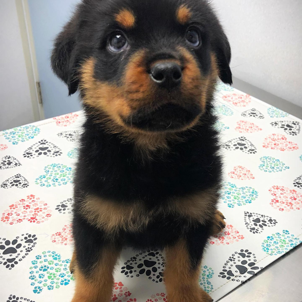 StableTable Mat Veterinary Nonslip Exam Table Mat