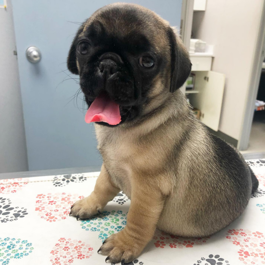 StableTable Mat Veterinary Nonslip Exam Table Mat