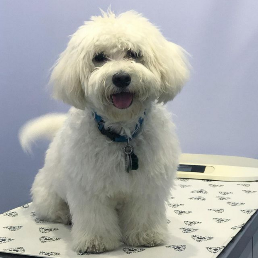 StableTable Mat Veterinary Nonslip Exam Table Mat