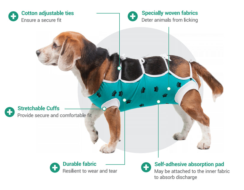 ecollar alternative diagram for dogs