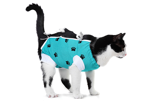 cat teal pawprints pattern surgery recovery