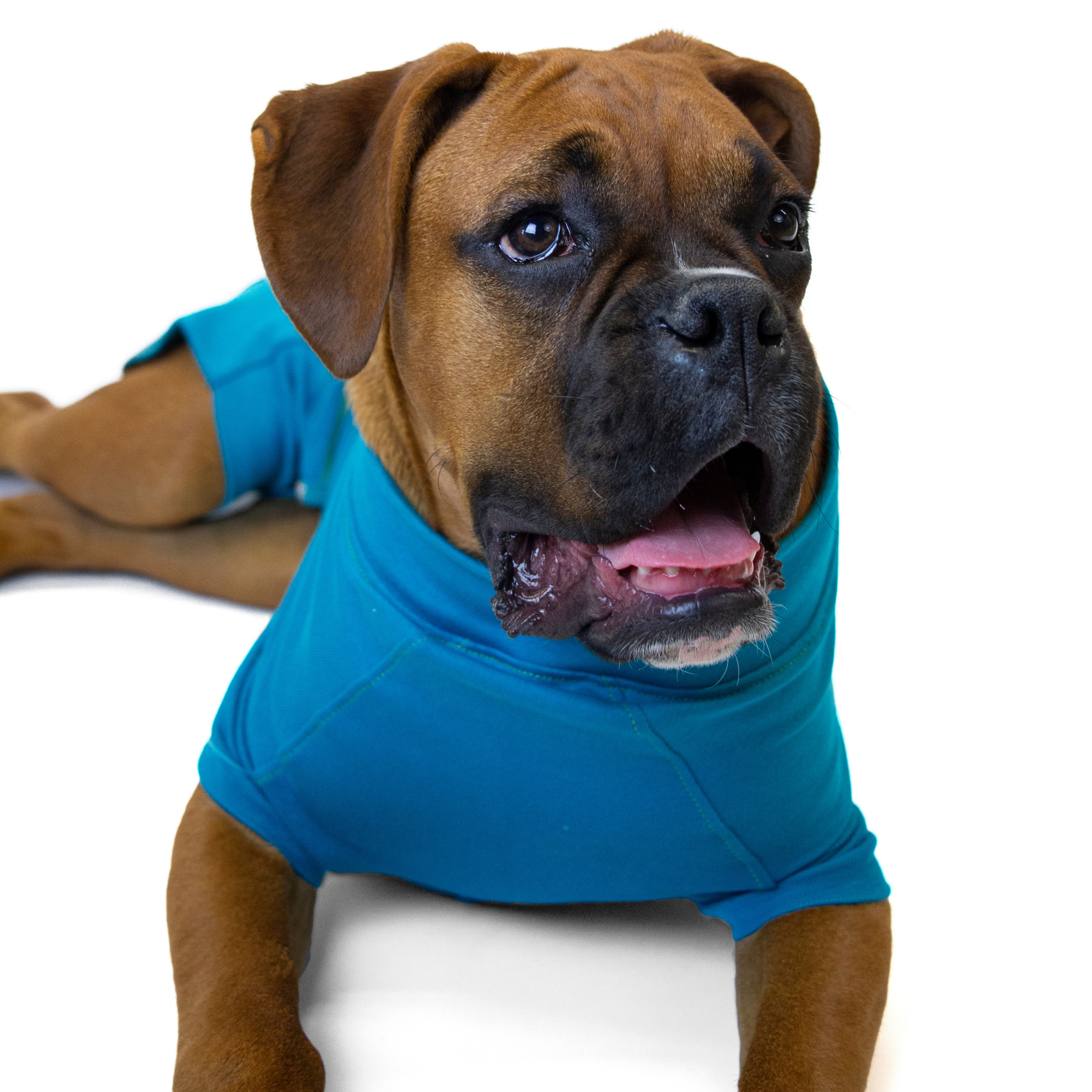 Dog bodysuit after surgery hotsell