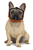 Mesh Muzzle for Brachycephalic Breeds