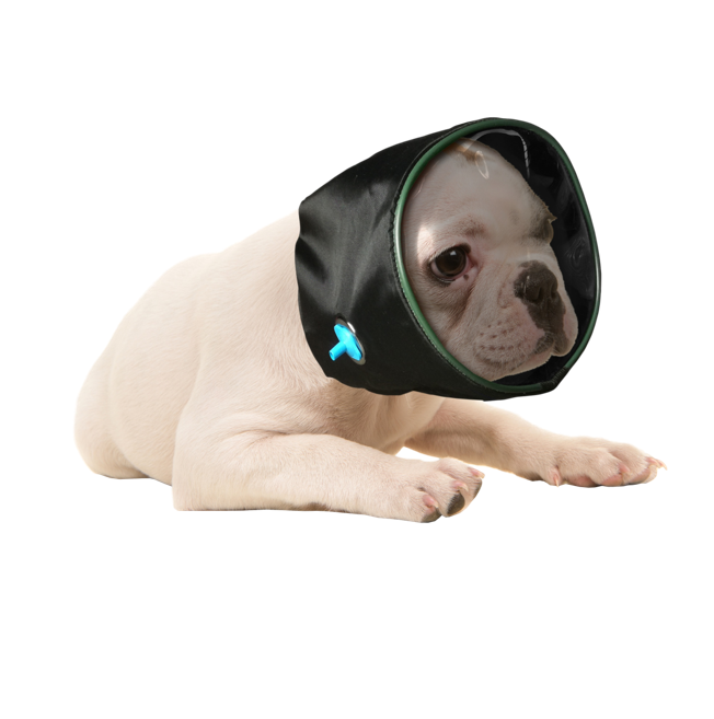 oxygen hood cat dog black respiratory distress