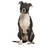 dog muzzle short nosed breeds pitbull boxer bull mastiff